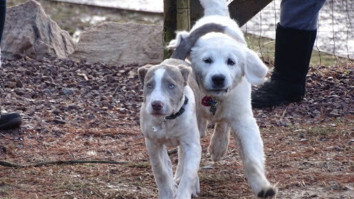 Dog Trainer «Awesome Dawgs Dog Training LLC», reviews and photos, 3052 Pricetown Rd, Temple, PA 19560, USA