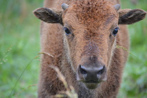 Nature Preserve «Elk and Bison Prairie», reviews and photos, Elk & Bison Prairie Rd, Golden Pond, KY 42211, USA