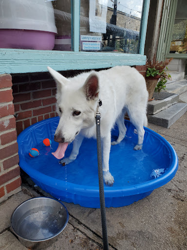 Pet Store «Fairmount Pet Shoppe», reviews and photos, 2024 Fairmount Ave, Philadelphia, PA 19130, USA