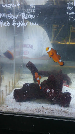 Aquarium Shop «Exotic Aquariums», reviews and photos, 7399 Bird Rd, Miami, FL 33155, USA