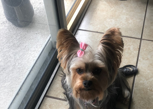 Pet Groomer «ITIG Happy Dog Wash», reviews and photos, 6465 S Chickasaw Trail, Orlando, FL 32829, USA