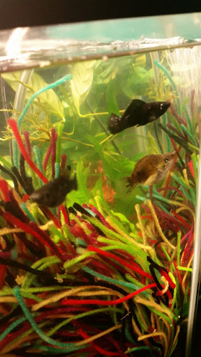 Pet Supply Store «Pet Supplies Plus», reviews and photos, 34370 Aurora Rd, Solon, OH 44136, USA