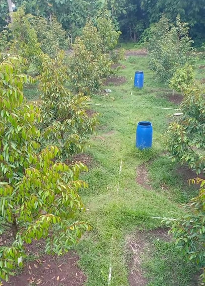 Kebun Durian Sinan 2