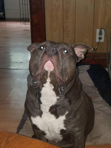 Pet Store «PetSmart», reviews and photos, 3957 Vineyard Dr, Dunkirk, NY 14048, USA