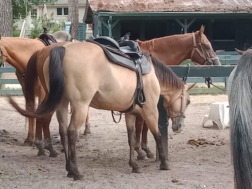 Stable «Lawton Stables», reviews and photos, 190 Greenwood Dr, Hilton Head Island, SC 29928, USA