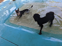 Love My Dog Resort & Waterpark - Photo 2 - Car repair in St. Petersburg, FL, St. Petersburg