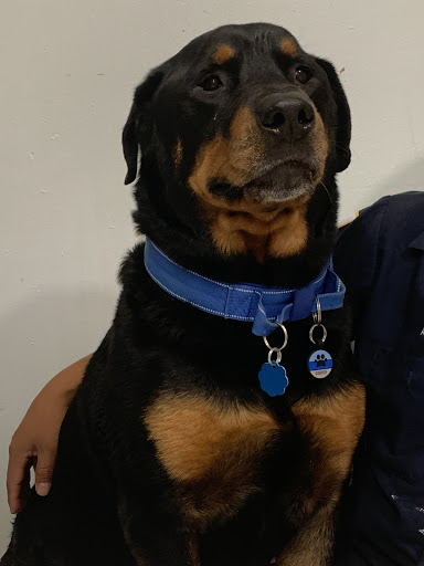 Pet Store «District Dog - A General Store for Pets», reviews and photos, 142 Driggs Ave, Brooklyn, NY 11222, USA