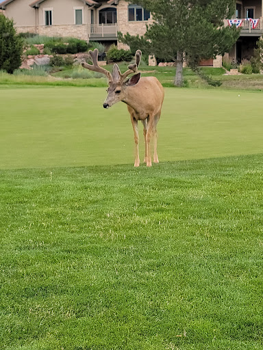 Private Golf Course «Kissing Camels Golf Course», reviews and photos, 4500 Kissing Camels Dr, Colorado Springs, CO 80904, USA