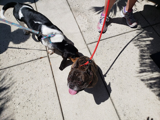Pet Store «Wholesome Hound», reviews and photos, 198 Tamiami Trail N, Naples, FL 34102, USA