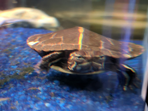 Pet Supply Store «Professional Fish Keepers Aquarium Store», reviews and photos, 7573 W Sample Rd, Coral Springs, FL 33065, USA