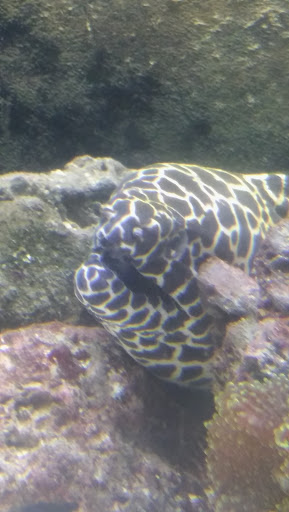 Pet Store «Fancy Tails Fish Farm», reviews and photos, 2324 US Hwy 27 S, Sebring, FL 33872, USA