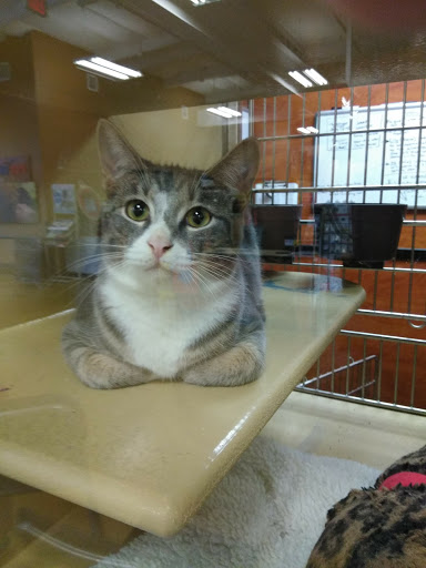 Pet Supply Store «PetSmart», reviews and photos, 2730 Pacific Coast Hwy, Torrance, CA 90505, USA