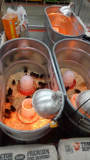 Home Improvement Store «Tractor Supply Co.», reviews and photos, 935 Edwards Ferry Rd NE, Leesburg, VA 20176, USA