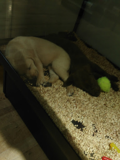 Pet Store «Critter Cabana», reviews and photos, 516 E 1st St, Newberg, OR 97132, USA