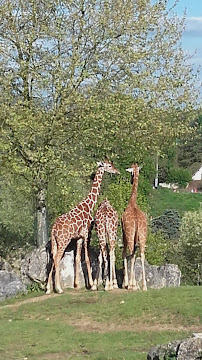 Zone des Girafes du Restaurant Le Tropical à Saint-Aignan - n°5