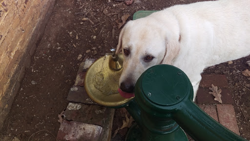 Museum «Ashland - The Henry Clay Estate», reviews and photos, 120 Sycamore Rd, Lexington, KY 40502, USA