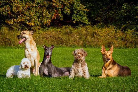 Maydog Hundeschule und Pension