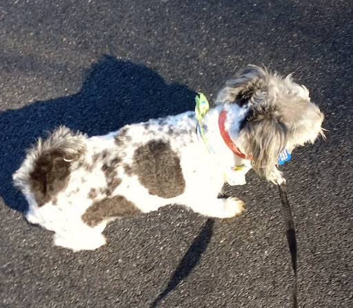 C'Lassie Cuts Mobile Pet Spa