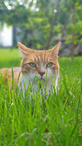 Dr.med.vet. Georg Mebs Tierarzt unter Eppelborn, 