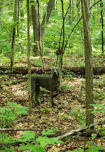 Park «Central City Park», reviews and photos, 36601 Ford Rd, Westland, MI 48185, USA