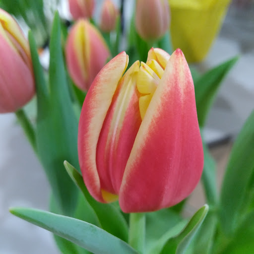 Grocery Store «Giant Food Stores», reviews and photos, 1465 W Broad St, Quakertown, PA 18951, USA