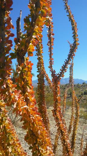 Hiking Area «Monolith Garden Trail», reviews and photos, Metwell Dr, Kingman, AZ 86401, USA