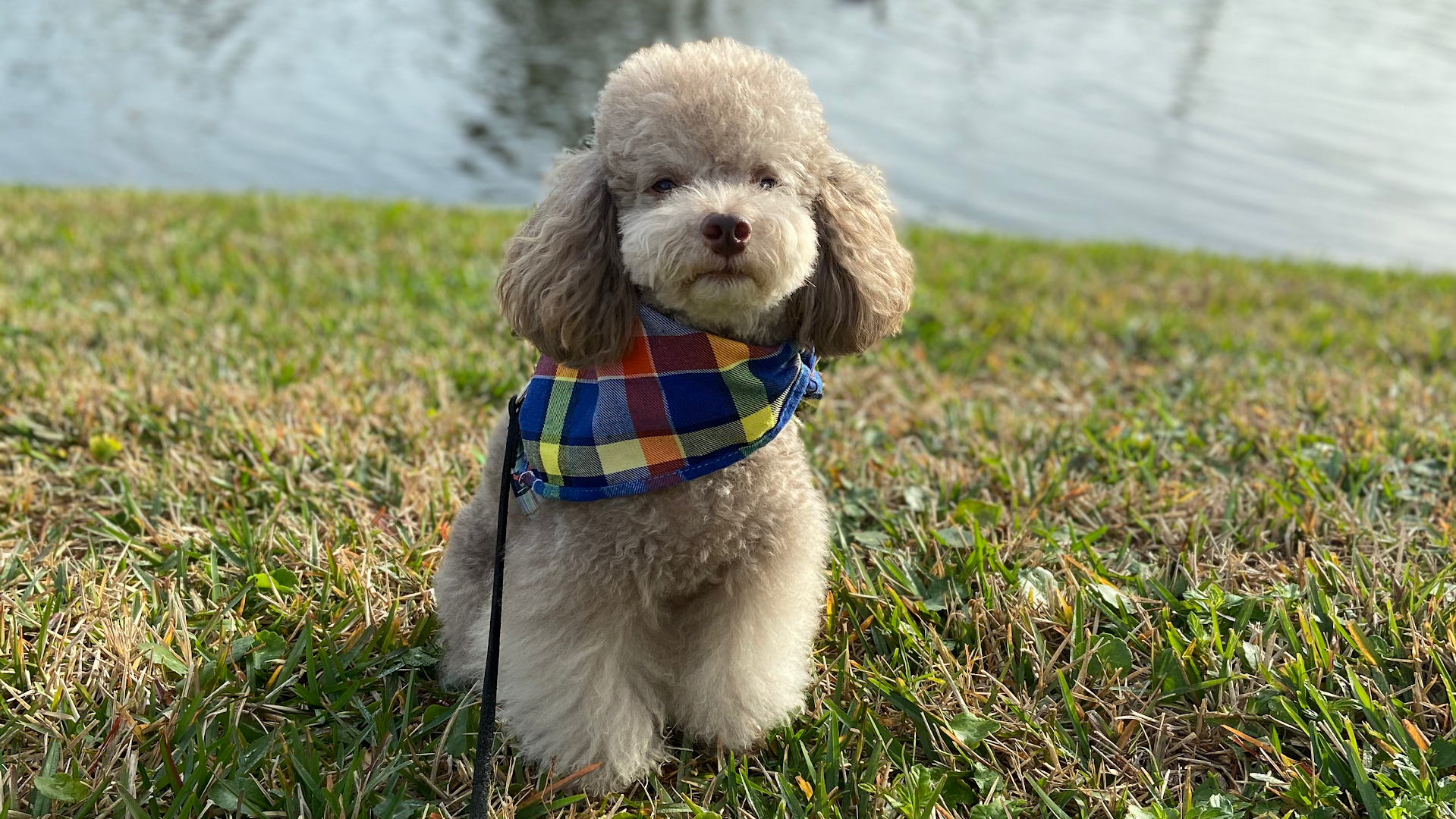 Pawgrass Dog Spa