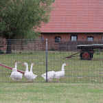 Photo n°10 de l'avis de Marie.e fait le 16/07/2023 à 16:40 sur le  Hofcafé Grete à Rerik