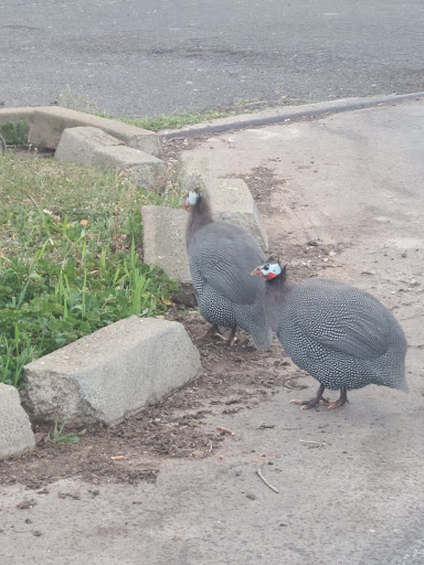 Bait Shop «Elkhorn Outdoor Sports», reviews and photos, 6745 20th St, Rio Linda, CA 95673, USA