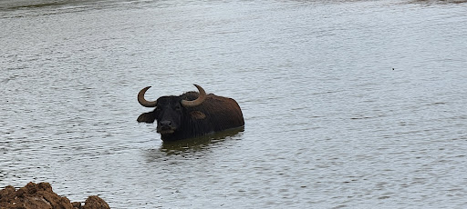 Zoo «The Exotic Resort Zoo», reviews and photos, 235 Zoo Trail, Johnson City, TX 78636, USA