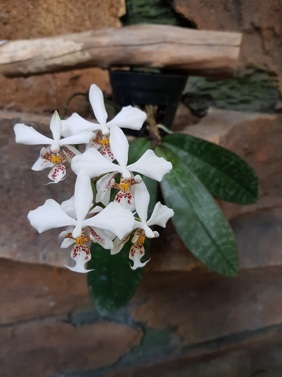 Nendra Orchids Magelang