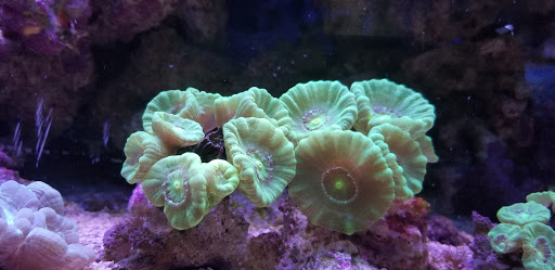 Pet Store «Fish 4 U», reviews and photos, 4010 Highland Dr #1, Millcreek, UT 84124, USA