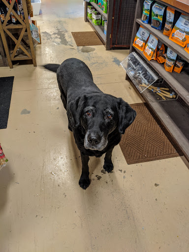 Pet Supply Store «Thomaston Feed», reviews and photos, 141 Watertown Rd, Thomaston, CT 06787, USA