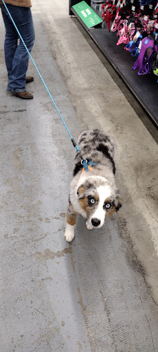 Pet Supply Store «Pet Supplies Plus», reviews and photos, 1411 S Stockton St, Lodi, CA 95240, USA