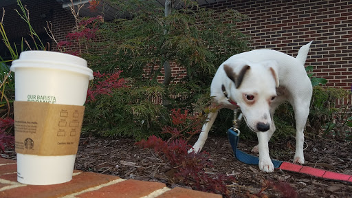 Coffee Shop «Starbucks», reviews and photos, 13408 Kingsview Village Ave, Germantown, MD 20874, USA