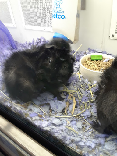 Pet Supply Store «Petco Animal Supplies», reviews and photos, 474 228th Ave NE, Sammamish, WA 98074, USA