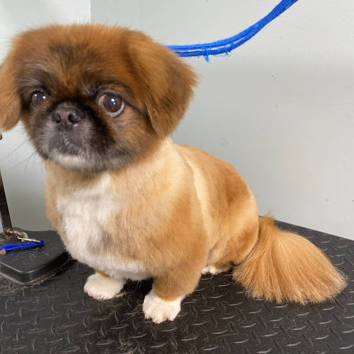 Pet Supply Store «Pet Supplies of Bayside», reviews and photos, 224-25 Union Tpke, Oakland Gardens, NY 11364, USA