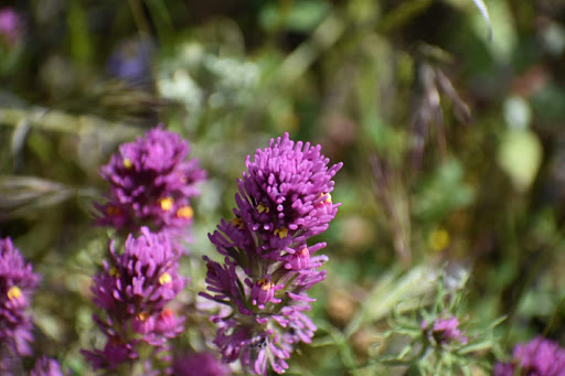 Nature Preserve «Gateway Trailhead - McDowell Sonoran Preserve», reviews and photos, 18333 N Thompson Peak Pkwy, Scottsdale, AZ 85255, USA