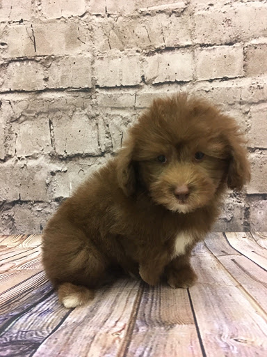 Pet Store «Happiness Is Pets», reviews and photos, 2936 Showplace Dr, Naperville, IL 60564, USA