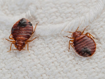 Bed Bugs & Beyond
