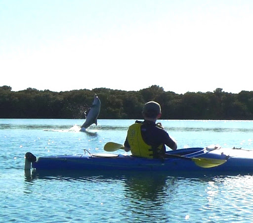 Adventure Kayaking SA| Port River Dolphins