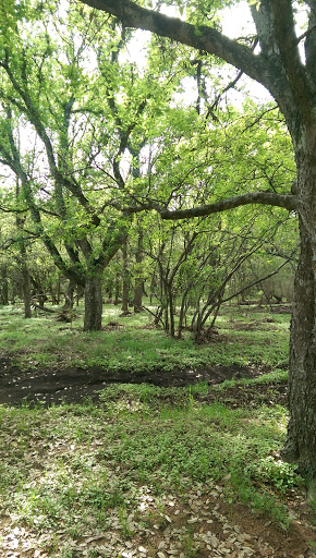 Park «Phil Hardberger Park», reviews and photos, 13203 Blanco Rd, San Antonio, TX 78216, USA