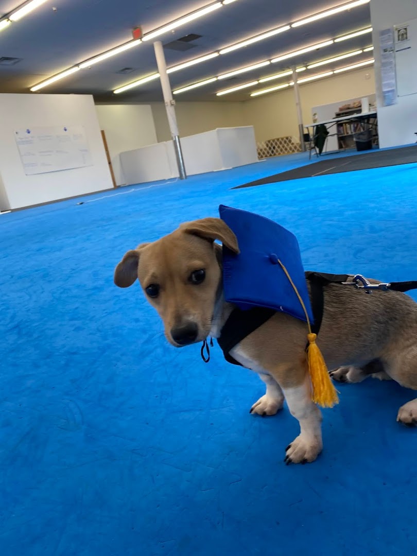 Wagmore Canine Enrichment: Training Center