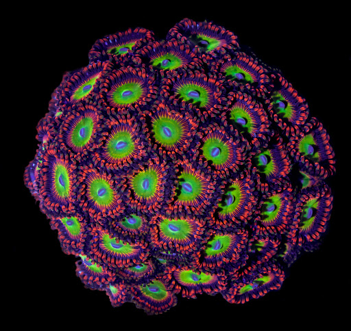 Aquarium «VIP Reef Aquarium», reviews and photos, 16300 SW 137th Ave #121, Miami, FL 33177, USA