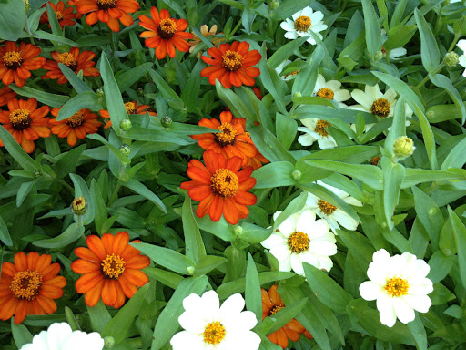 Garden Center «Ladera Garden & Gifts», reviews and photos, 3130 Alpine Rd #380, Portola Valley, CA 94028, USA