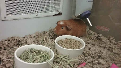 Pet Supply Store «Petco Animal Supplies», reviews and photos, 129 Mall Way, Marysville, WA 98270, USA