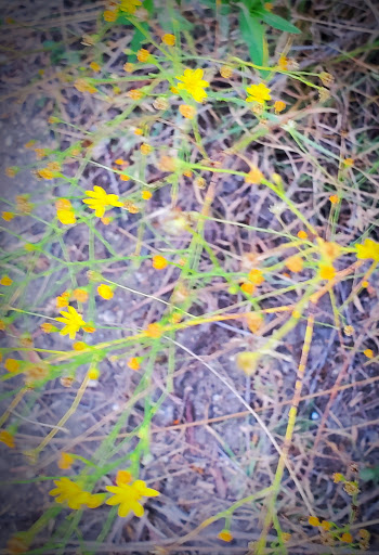 Nature Preserve «Joshua Springs Park and Preserve», reviews and photos, 716 Farm to Market 289, Comfort, TX 78013, USA