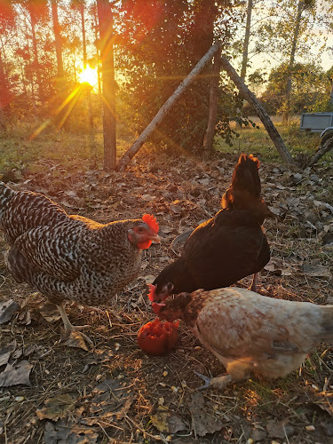 La Ferme d'Ezra - Association Plante ta patte à Romestaing