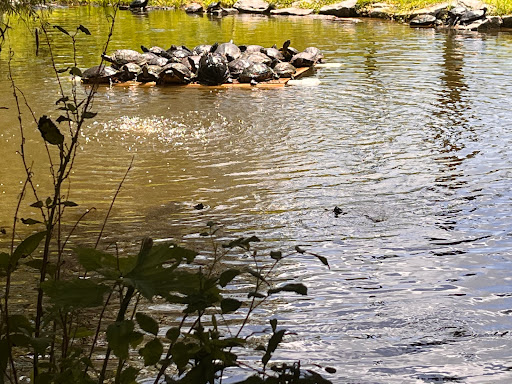 Park «George C. McGough Nature Park - The Narrows», reviews and photos, 11901 146th St N, Largo, FL 33774, USA