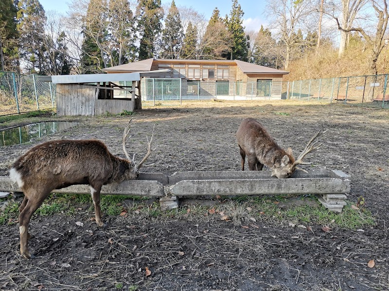 三戸城址内シカ公園